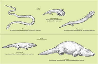 Paléozoïque : amphibiens - crédits : Encyclopædia Universalis France