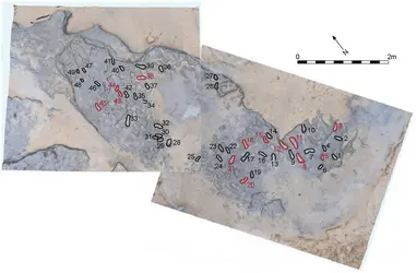 Traces de pas sur le site d’Happisburgh - crédits : PLoS One, 2014