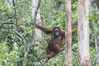 Femelle orang-outan et son petit - crédits : Sylvain Cordier/ Biosphoto/ Photononstop