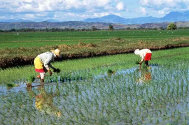 Repiquage du riz aux Philippines - crédits : Penny Tweedie/ Getty Images
