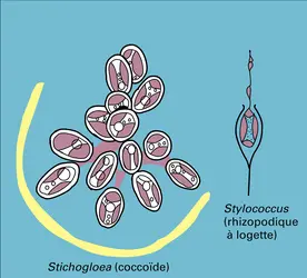Acontochrysophycidées - crédits : Encyclopædia Universalis France