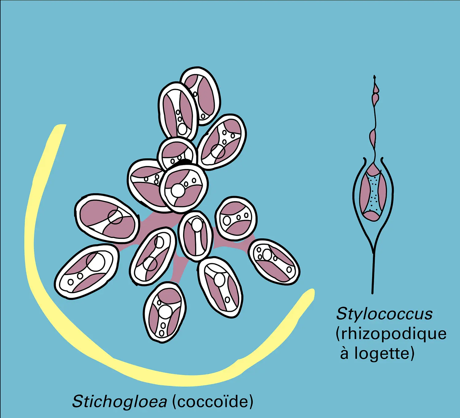 Acontochrysophycidées