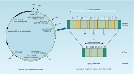 Levures - crédits : Encyclopædia Universalis France