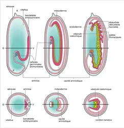 Développement de l'embryon - crédits : Encyclopædia Universalis France