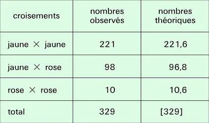 Loi de Hardy-Weinberg - crédits : Encyclopædia Universalis France