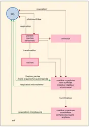 Sols : cycle du carbone - crédits : Encyclopædia Universalis France