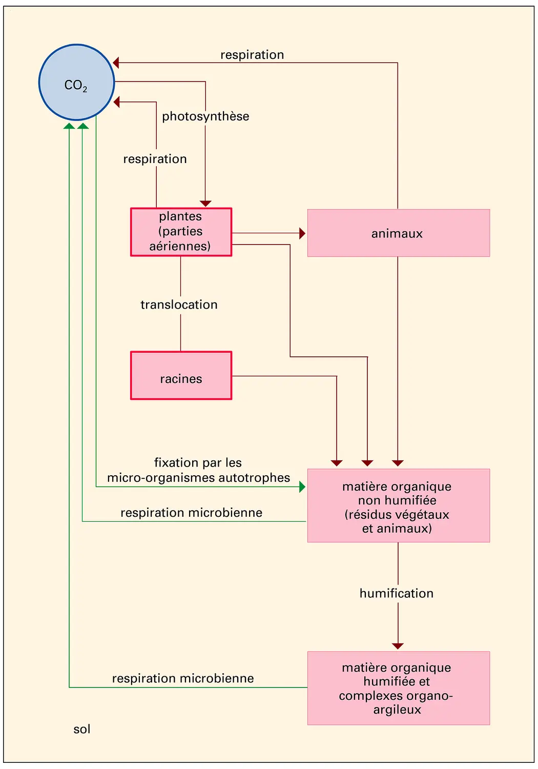 Sols : cycle du carbone