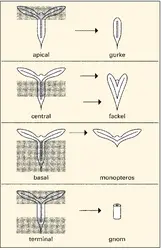 Mutations affectant l'axe apico-basal - crédits : Encyclopædia Universalis France