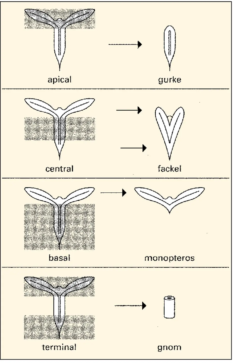 Mutations affectant l'axe apico-basal