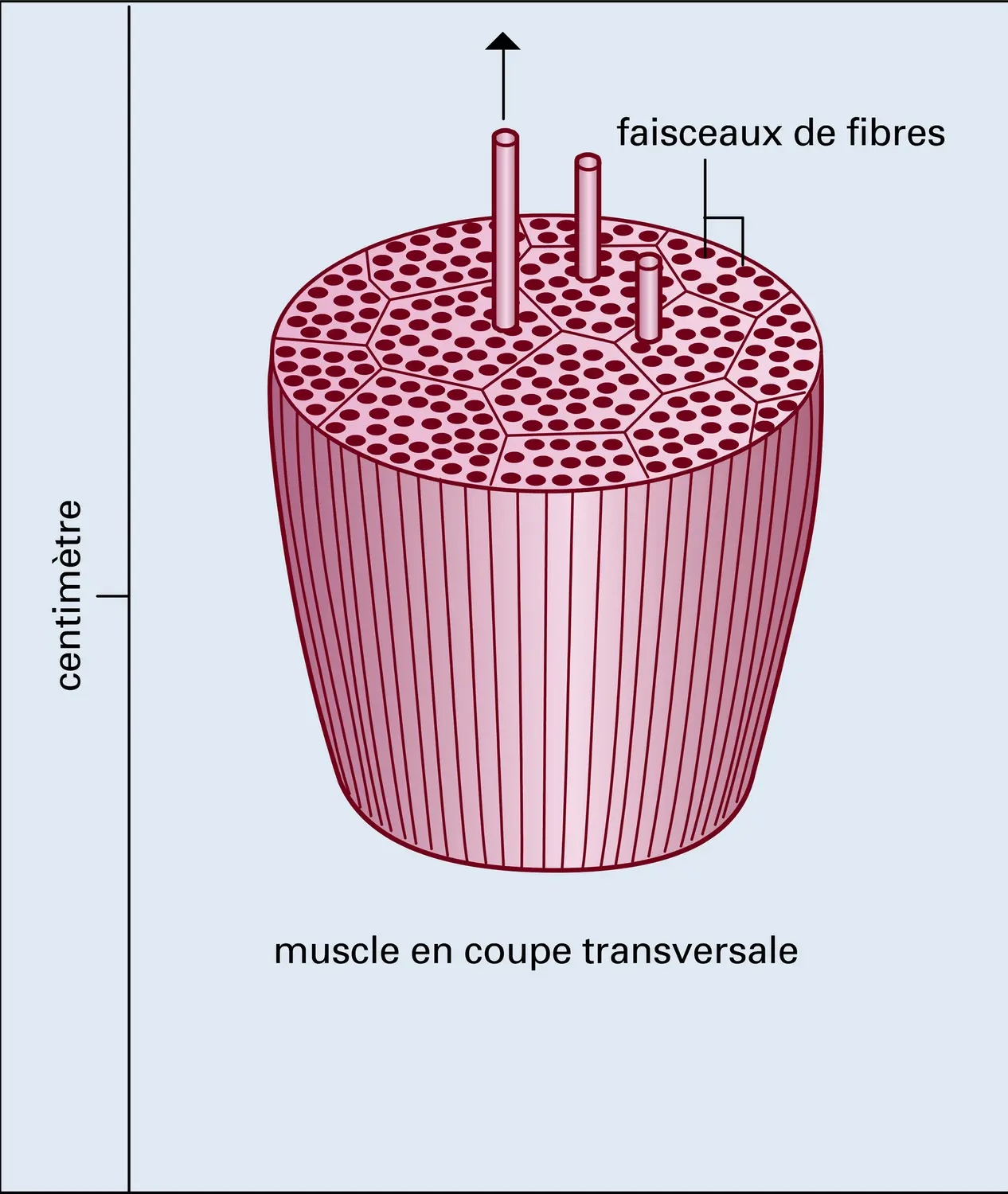 Organisation du muscle strié - vue 3