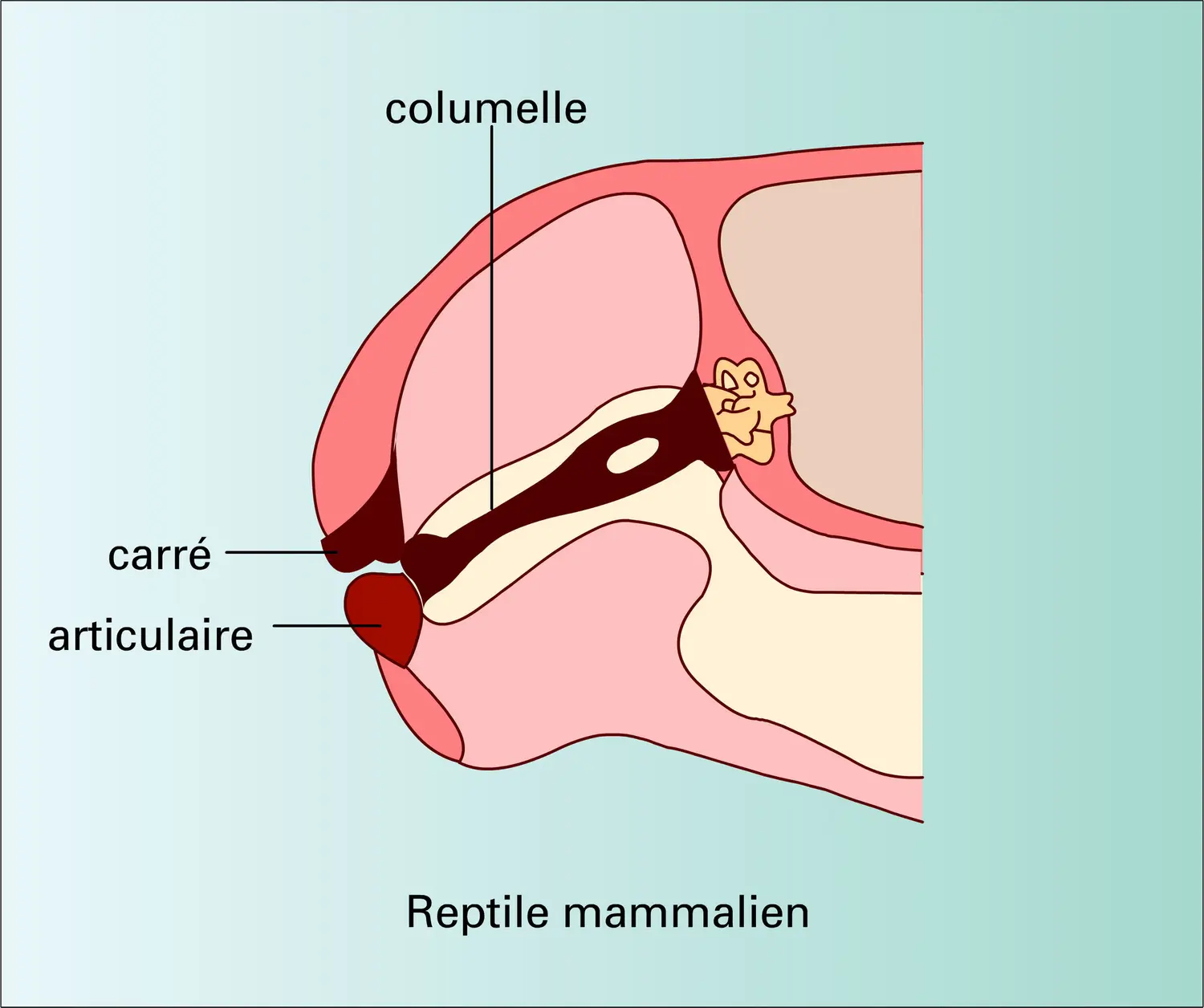 Poisson et Tétrapodes : squelette viscéral et oreille moyenne - vue 2