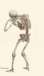 Squelette humain (côté dorsal) - crédits : D.R./ Aldus Books London