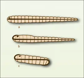 Courbure - crédits : Encyclopædia Universalis France