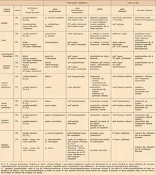 Commande végétative - crédits : Encyclopædia Universalis France