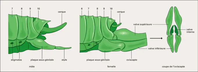 Tettigonia viridissima : extrémité de l'abdomen - crédits : Encyclopædia Universalis France