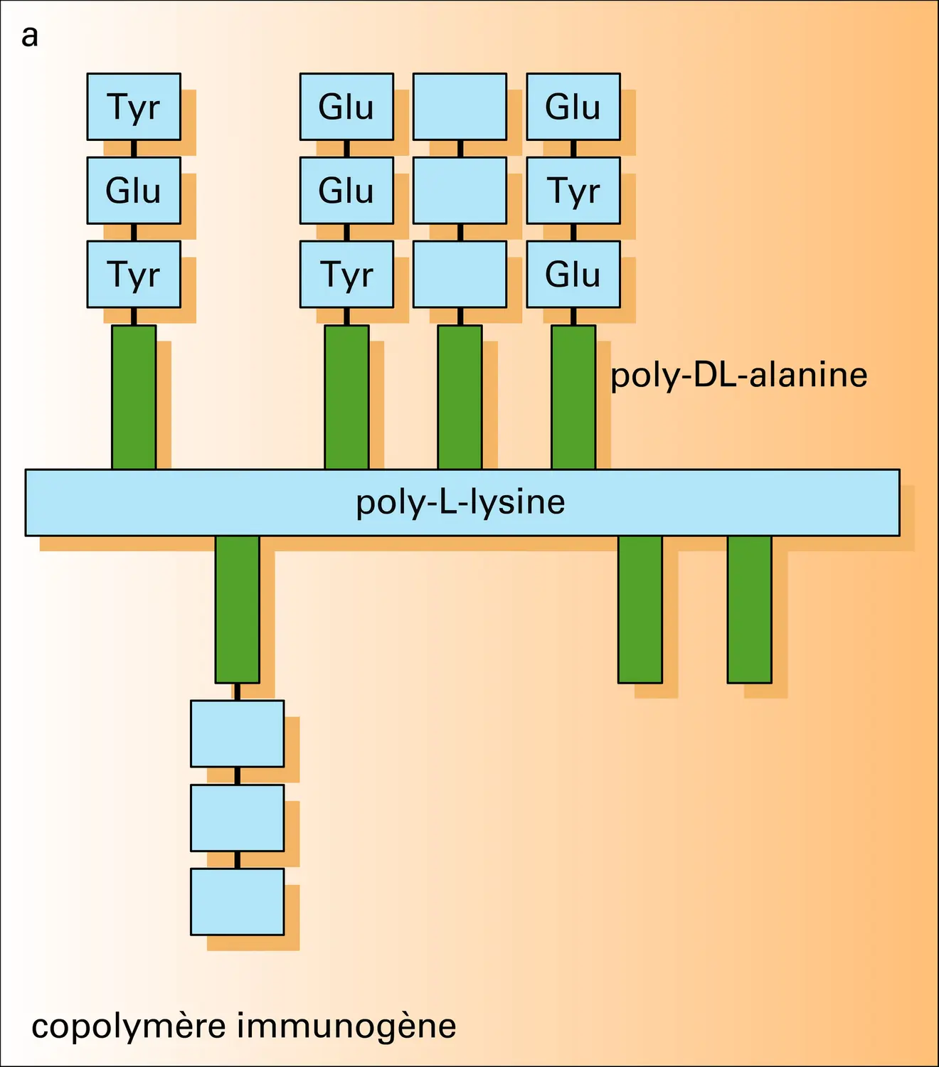 Immunogènes synthétiques - vue 1