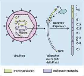 Structure et organisation du génome du virus Usutu - crédits : Encyclopædia Universalis France