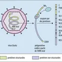 Structure et organisation du génome du virus Usutu - crédits : Encyclopædia Universalis France