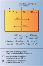 Dialyse ionique - crédits : Encyclopædia Universalis France