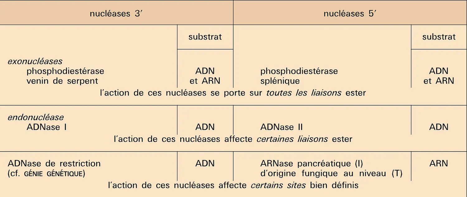 Nucléases