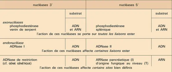 Nucléases - crédits : Encyclopædia Universalis France