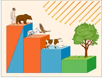 Cellules et chaîne alimentaire - crédits : Encyclopædia Universalis France