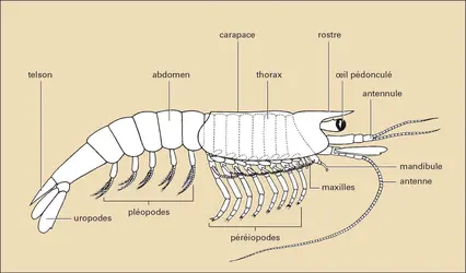 Malacostracés : morphologie - crédits : Encyclopædia Universalis France