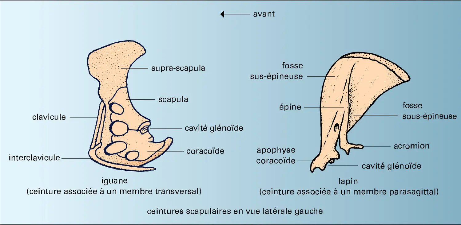 Tétrapodes : ceintures - vue 1