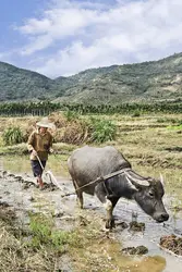 Paysan chinois labourant le sol d’une rizière avec une charrue légère tirée par un buffle - crédits : TonyV3112/ Shutterstock