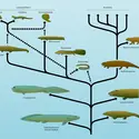 Amphibiens actuels et fossiles : évolution - crédits : Encyclopædia Universalis France