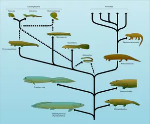 Amphibiens actuels et fossiles : évolution - crédits : Encyclopædia Universalis France