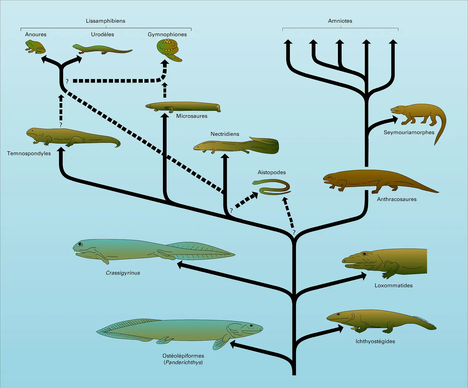 Amphibiens actuels et fossiles : évolution