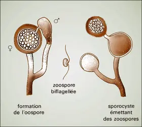 oomycètes