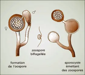 Reproduction sexuée - crédits : Encyclopædia Universalis France