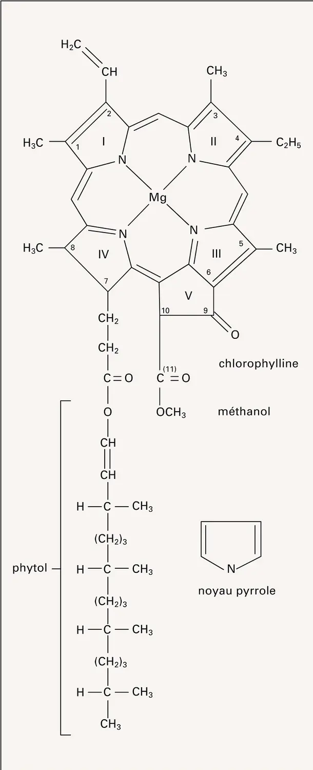 Chlorophylle a : molécule