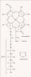 Chlorophylle a : molécule - crédits : Encyclopædia Universalis France