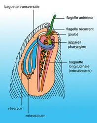 Paranema : l'organe pharyngien - crédits : Encyclopædia Universalis France