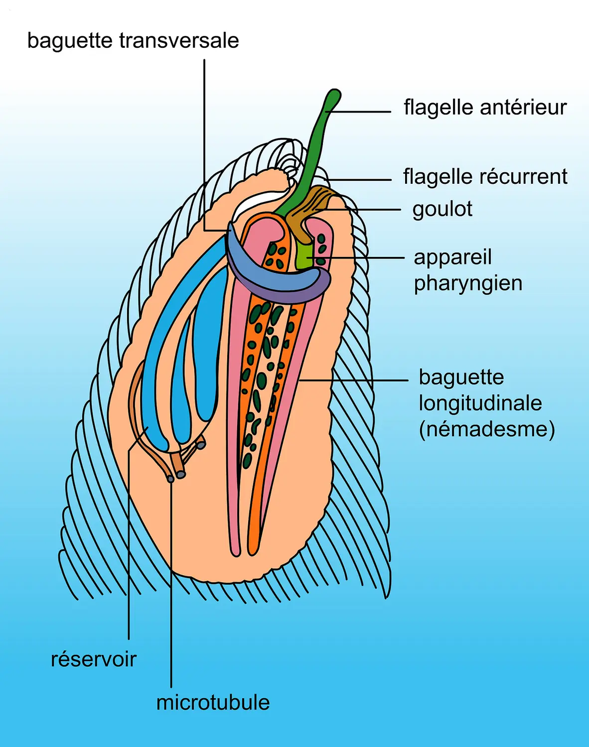 Paranema : l'organe pharyngien
