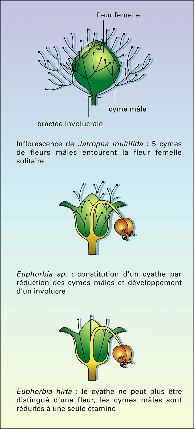 Inflorescence et formation du cyathe