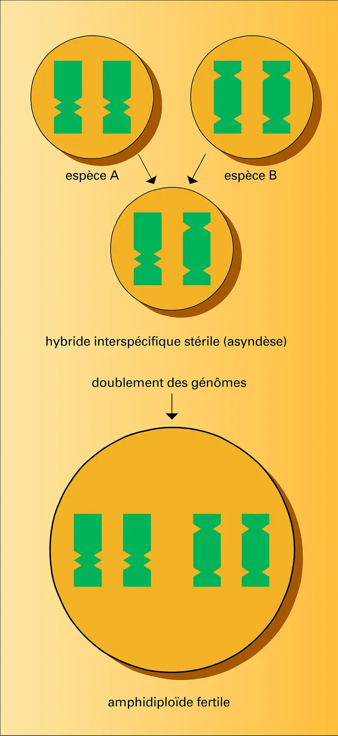 Hybridation interspécifique et réalisation d'un amphidiploïde