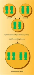 Hybridation interspécifique et réalisation d'un amphidiploïde - crédits : Encyclopædia Universalis France
