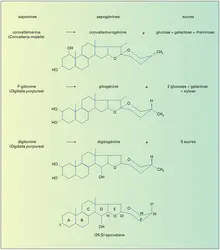 Saponines hétérosides cardiotoniques - crédits : Encyclopædia Universalis France