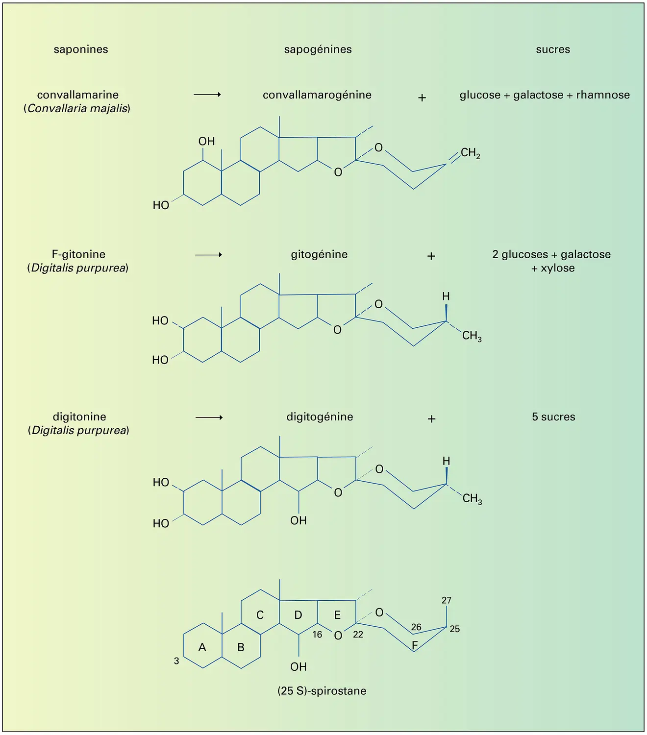 Saponines hétérosides cardiotoniques