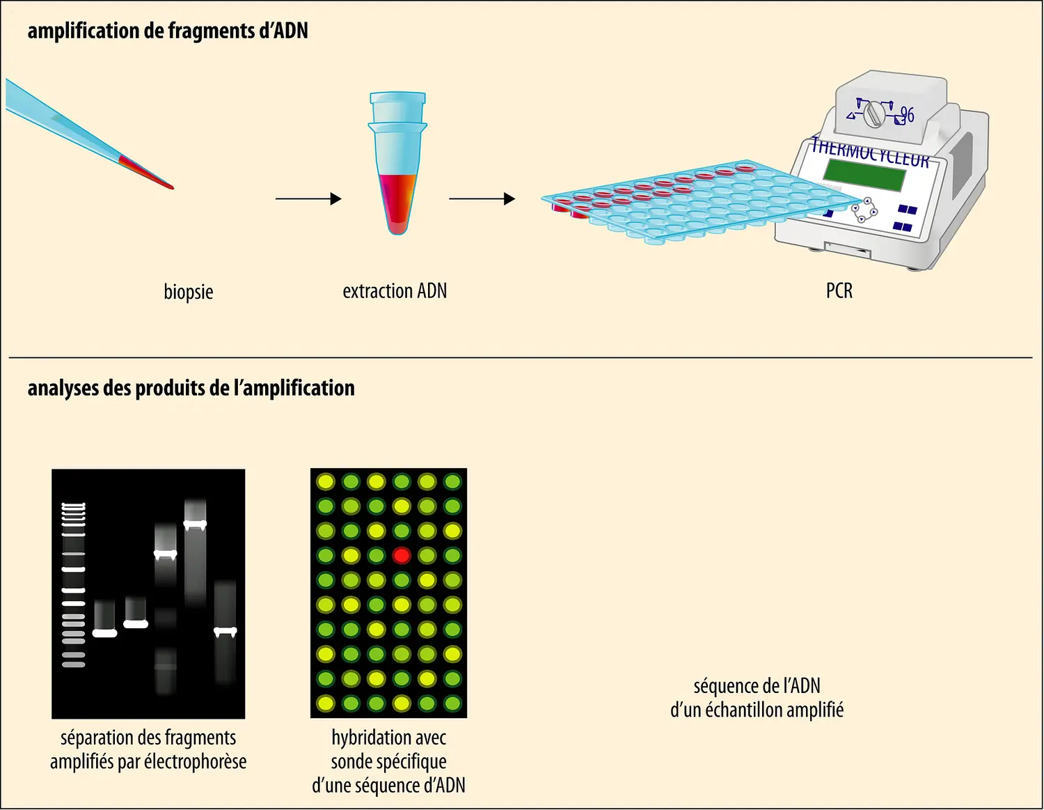 Diagnostic d’un agent pathogène