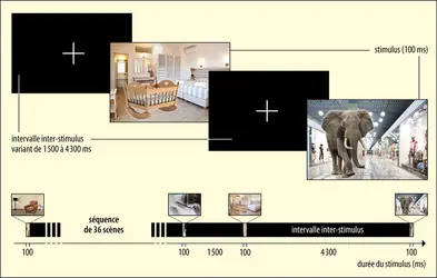 Catégorisation visuelle rapide : protocole - crédits : Encyclopædia Universalis France