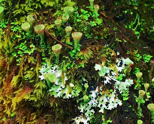 Mousses et lichens - crédits : A. Watson/ Forest light