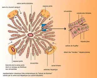 Tissu hépatique - crédits : Encyclopædia Universalis France