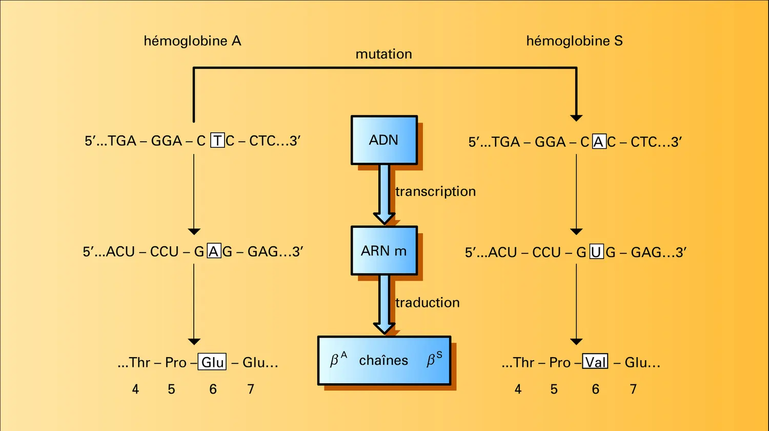 Mutation du gène de l'hémoglobine