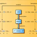 Mutation du gène de l'hémoglobine - crédits : Encyclopædia Universalis France