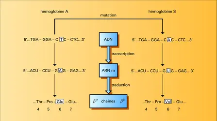 Mutation du gène de l'hémoglobine - crédits : Encyclopædia Universalis France